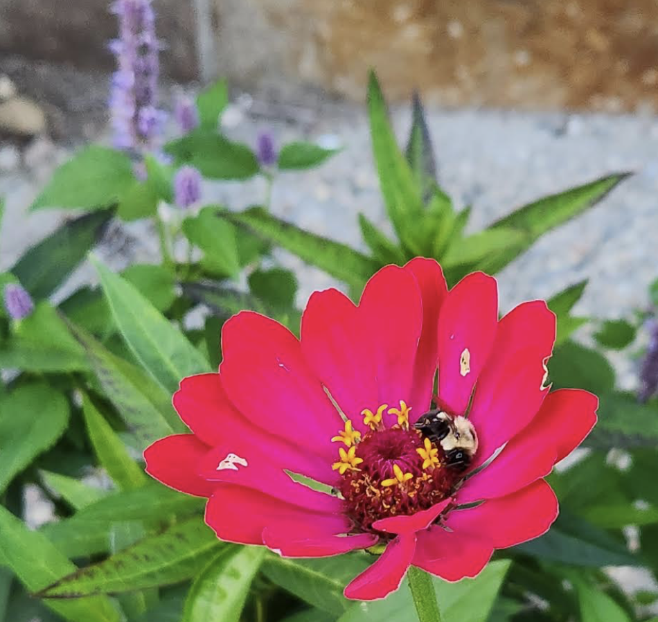 Bumblebee sleeping on pink flower